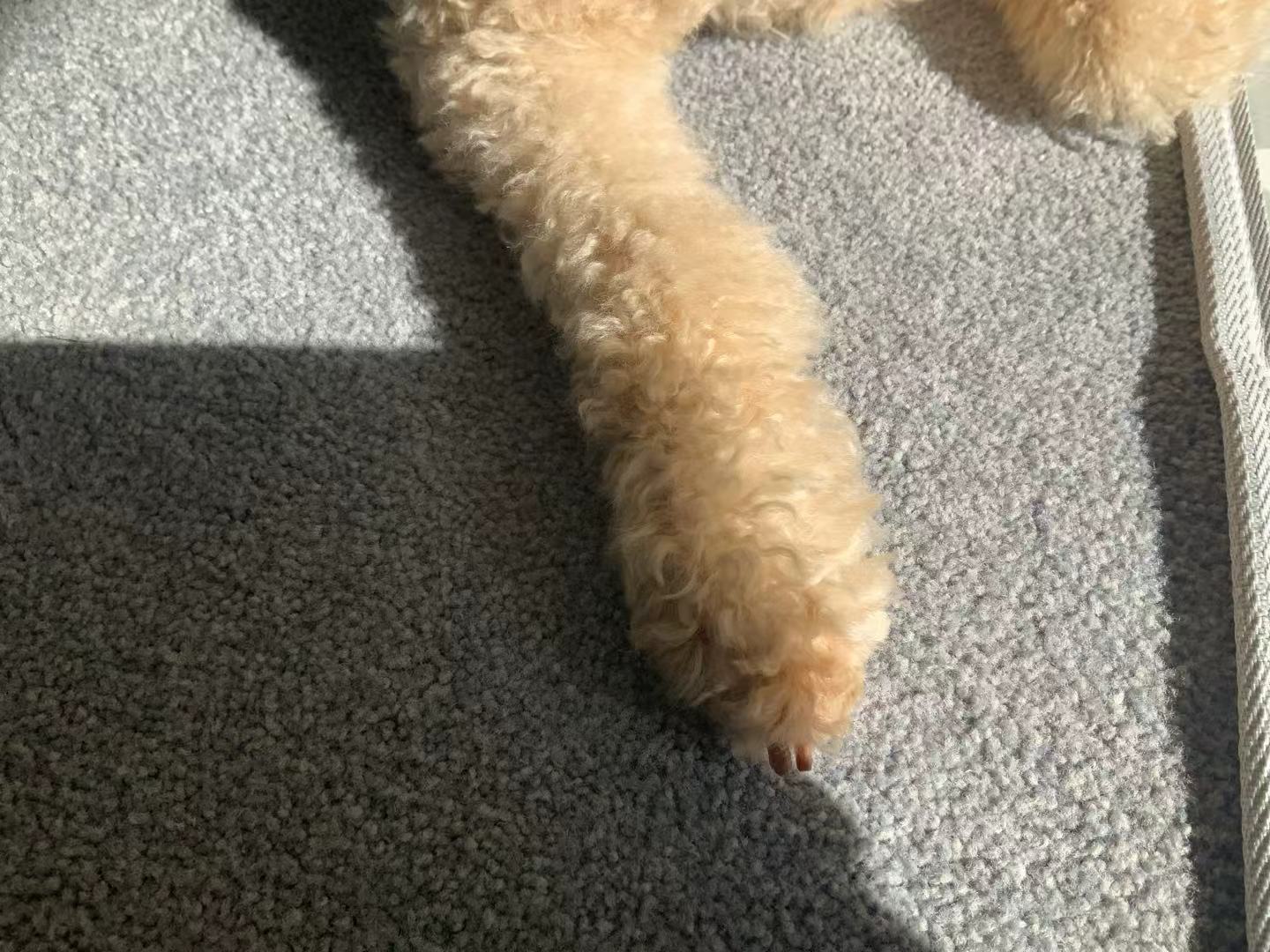 Hazel's little fluffy leg and paw in the sunshine
