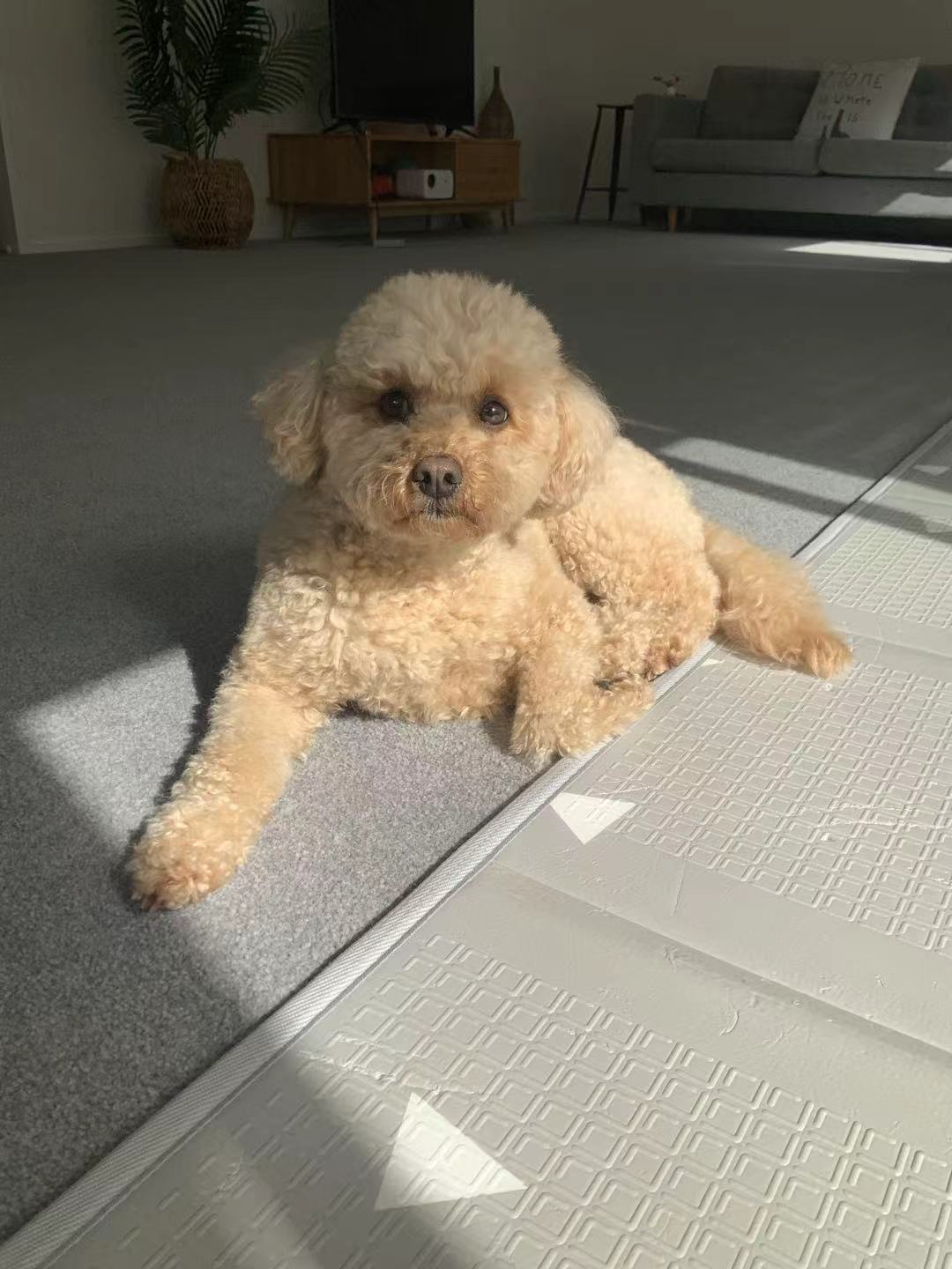 Hazel, Evan's curly golden dog, relaxing in a sunny room